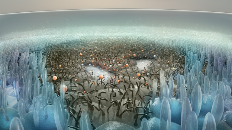 Cornea_topology_with_Q10_net_on_bottom_03
