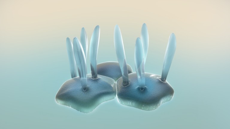 Healthy_cells_with_clear_transparent_hairs