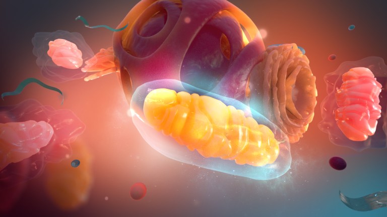 SH_14_healthy_mitochondrion