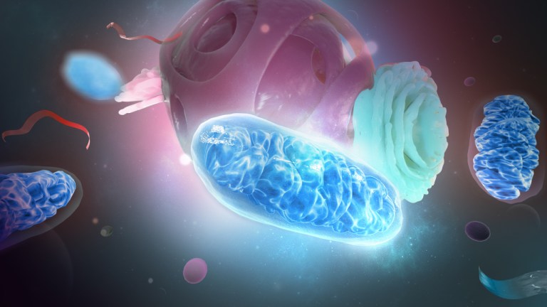 SH_14_revived_cell_02